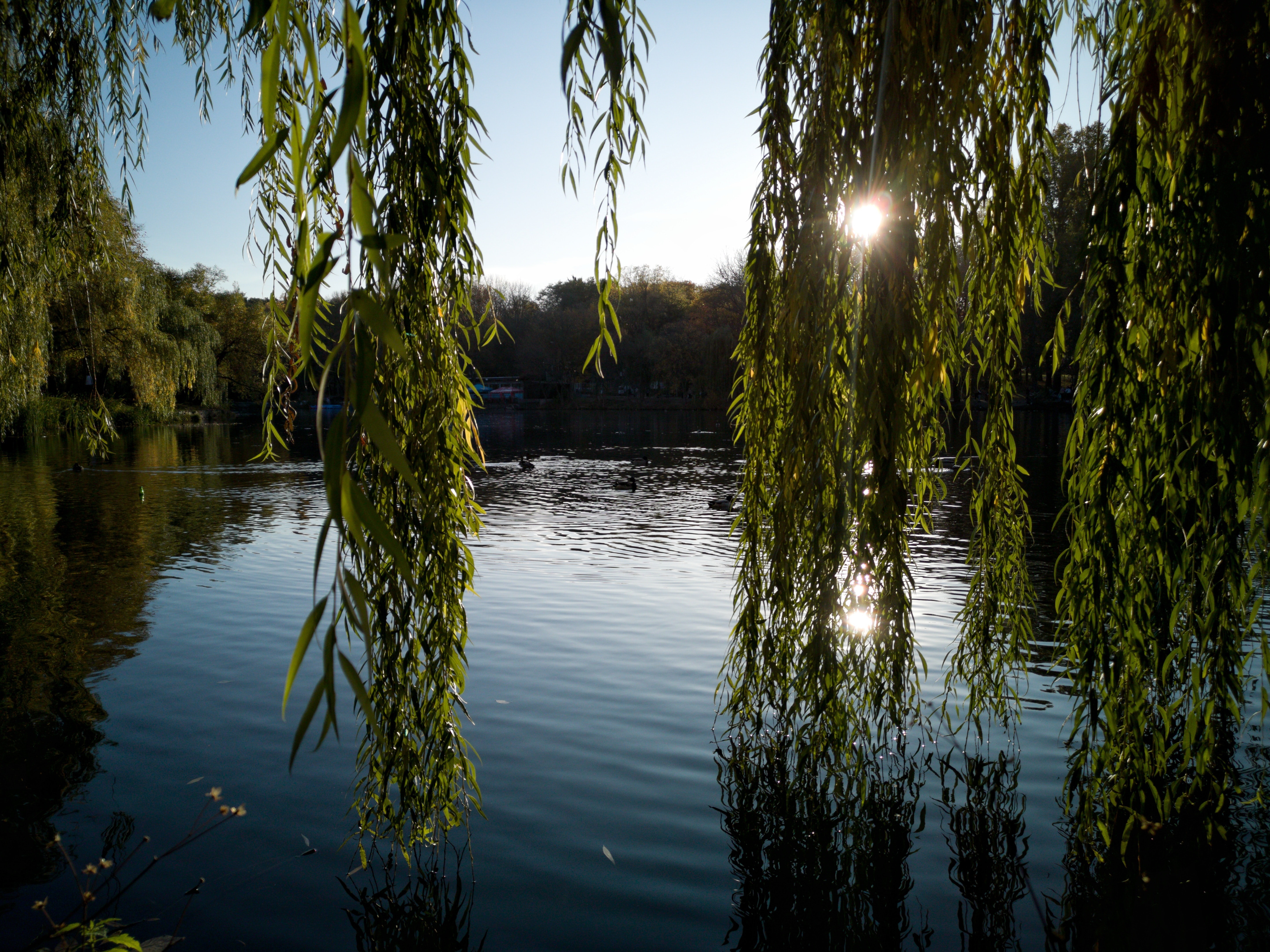 Willow Tree